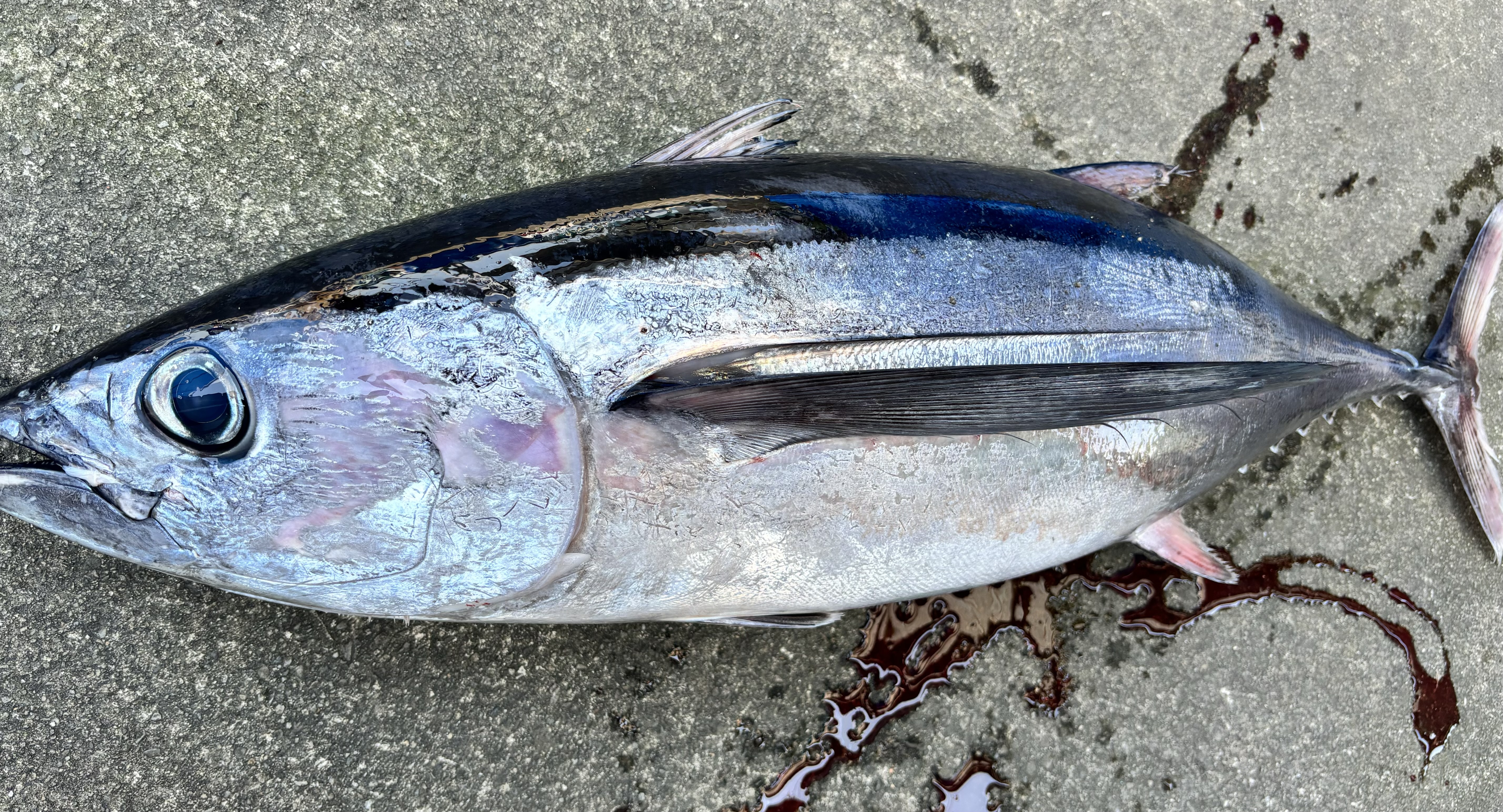 トンジギで小型ながらもビンチョウマグロ手中 海中の潮目を狙い