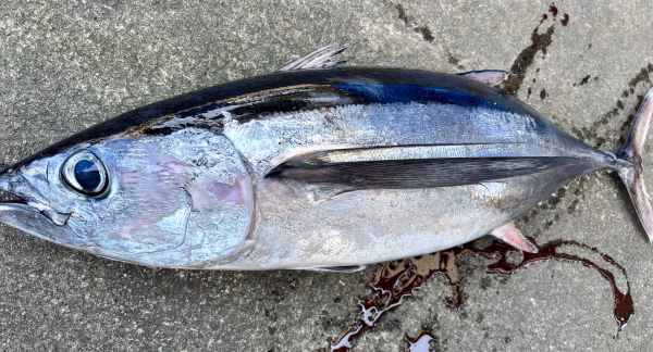 本日限定！5.29発送！鮮度抜群血抜きビンチョウマグロ1本丸々(約10k)