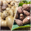 生姜・里芋セット【農薬・化学肥料 不使用】