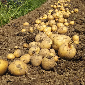 菜園家族の旅する医農野菜♪【ジャガイモ（インカのめざめ）】