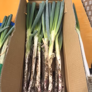 長ねぎ　土付き　長持ち