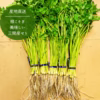 【予約専用１２月２５日～３０日発送分】三関せり 秋田 せり 七草  セリ 三関産
