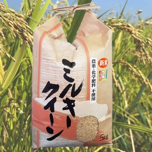 ミルキークイーン玄米5㎏　無農薬栽培　令和5年産