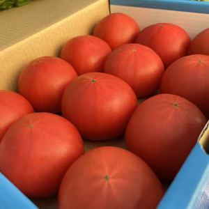 味に恋する【❾味恋トマト】甘くて、味の濃いトマト