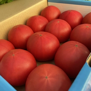 クール便【❽味恋トマト】甘くて、味の濃いトマト