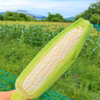 甘さ濃厚♪島育ちのホワイトコーン（ホワイトレディ）　１０本入り