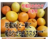 オマケ付❢　柑橘サイコ～❣　5種春爛漫柑橘セット【お家用】＆選べるセット！