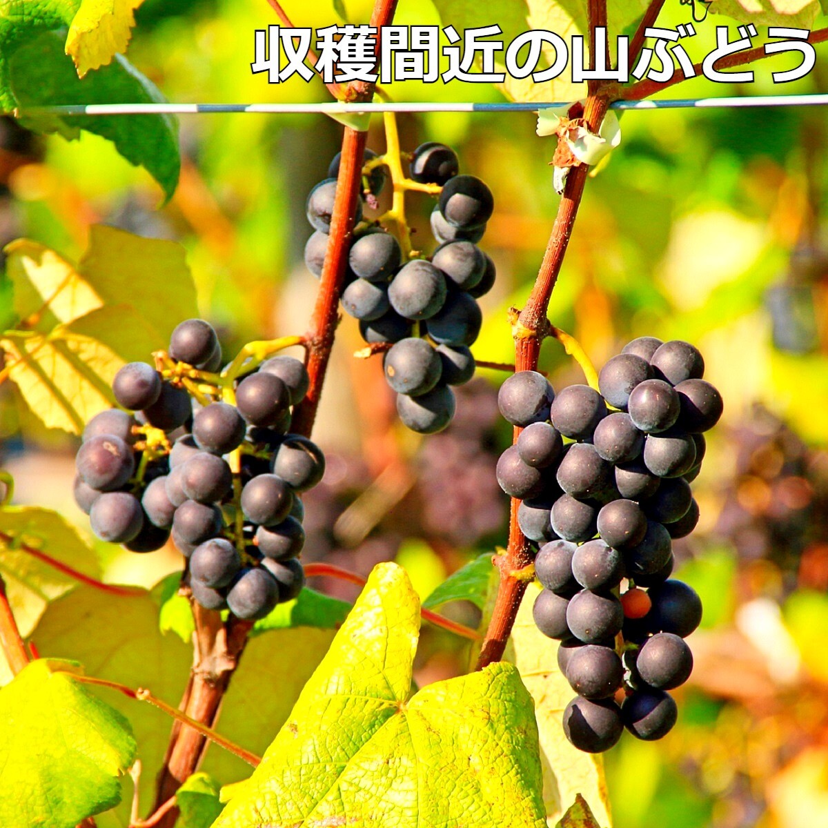 招き猫様専用☆完熟糖度22度岩手県産山山ぶどう原液ジュース