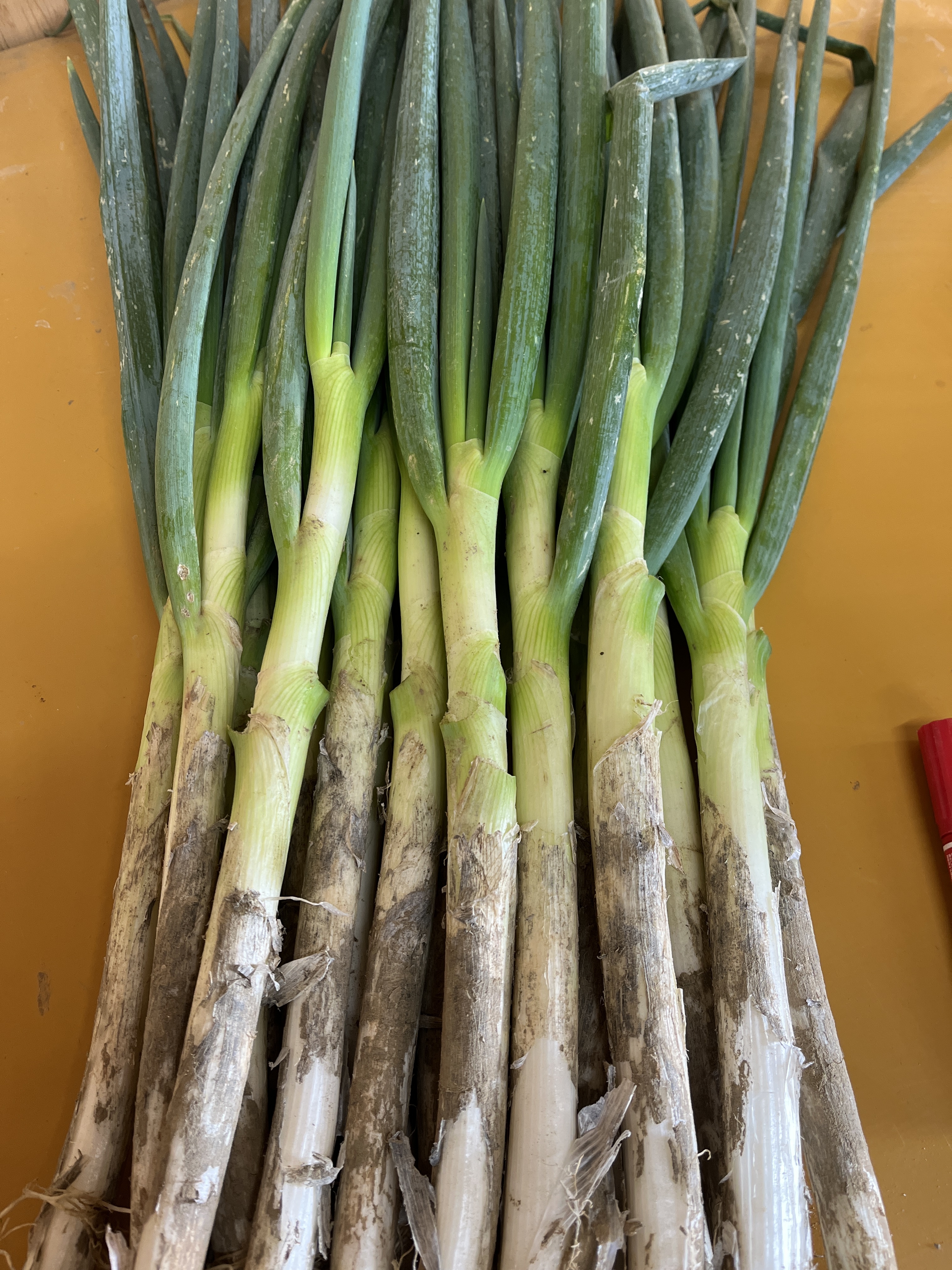 ねぎの通販・お取り寄せ商品｜野菜｜ポケットマルシェ｜産地直送で旬の