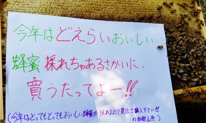 山の花々から蜜蜂が集めてくれたハチミツ（百花蜜600g・紀州和歌山）