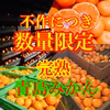 静岡県西浦産‼︎青島みかん5kg 上 ワックス不使用