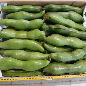 大粒で甘味があって美味しい❣かまちゃん農園の「一寸そら豆」