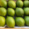夏の暑さにスッキリ、グリーンレモン、希少なハウス栽培