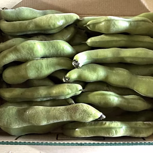 Surya様専用品・朝採りそら豆！(さや付き4kg)