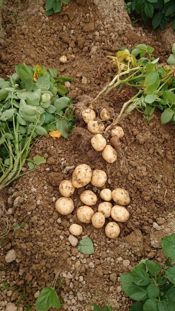 北海道の大地から★有機男爵いも★オーガニックじゃがいも