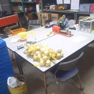 愛情溢れる玉ねぎ