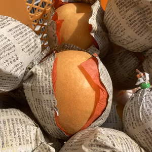 新高梨 ご家庭用の梨　5玉～7玉　5キロ箱