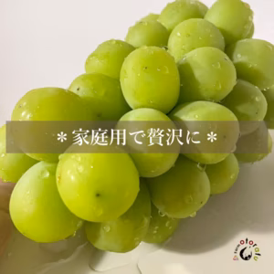 【お客様感謝セール】シャインマスカット　家庭用3〜4房
