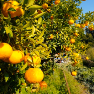 無農薬木成完熟栽培　甘夏８㌔　