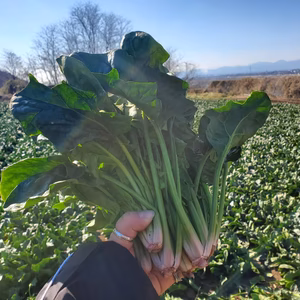 根まで甘みのある中澤農園の【露地ほうれん草】