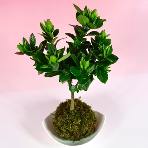 苔玉　クチナシ