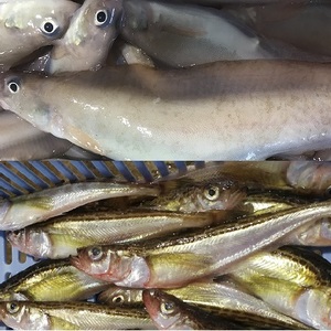 のろげんげとハタハタのセット（各１ｋg）