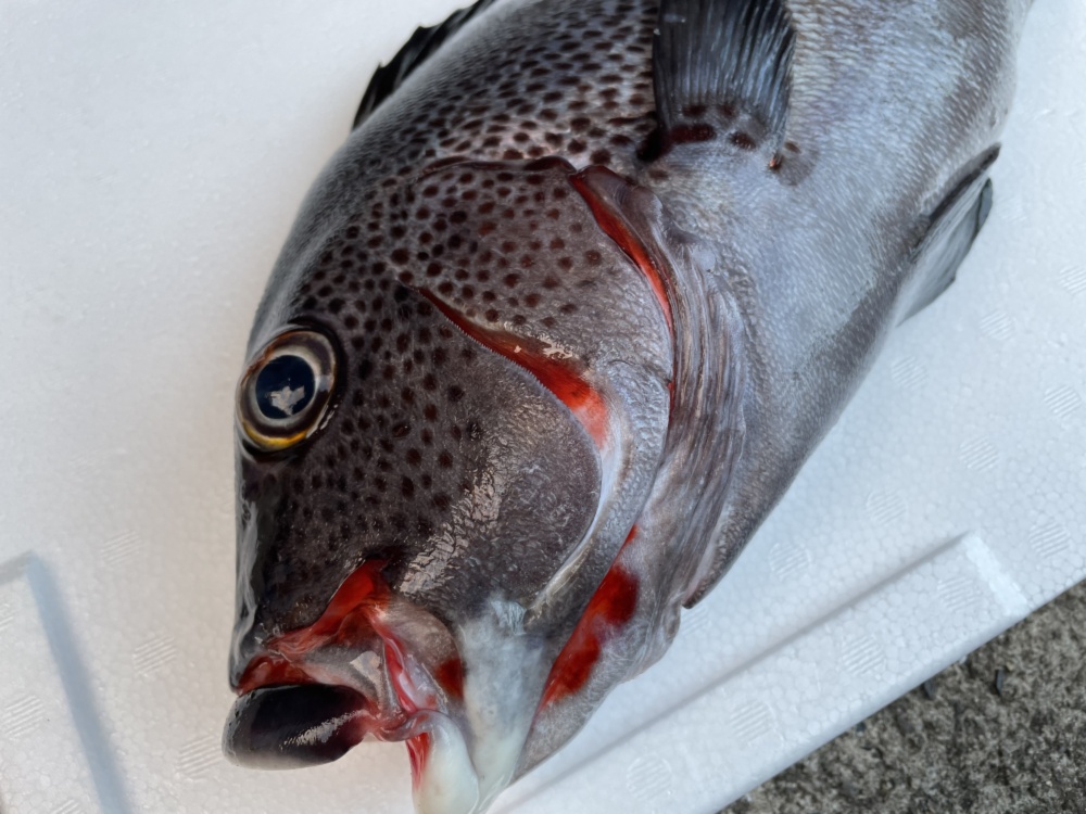 魚突き 動画あり アジアコショウダイ1 7kg 鱗 下処理済み 農家漁師から産地直送の通販 ポケットマルシェ