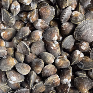 旨みがギュッとつまった！十三湖産大和しじみ冷凍1kg