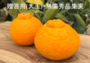 310日樹上完熟不知火｜越冬袋掛け｜選べる4ランク贈答用/無傷品/家庭用/訳あり