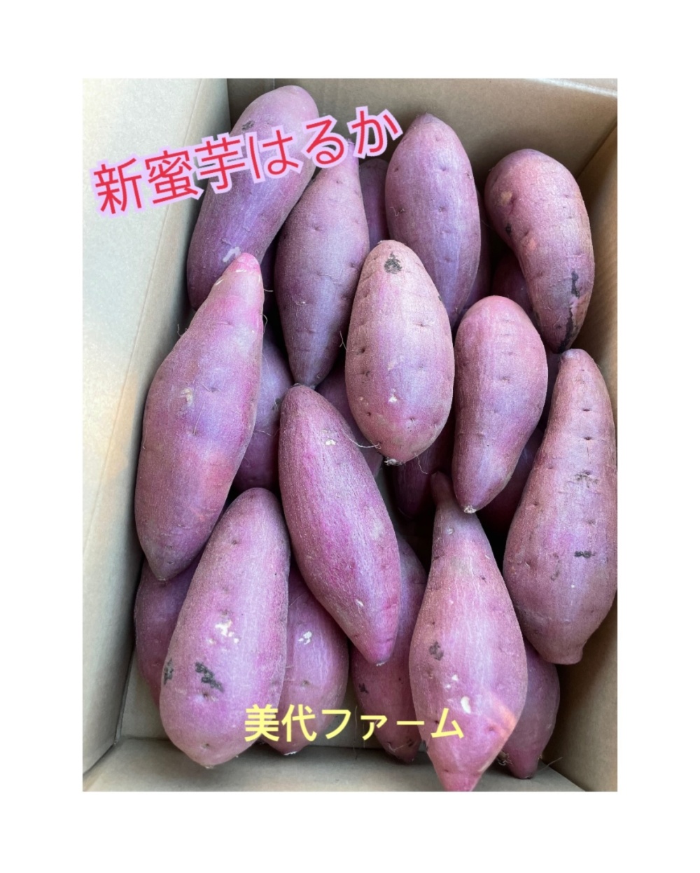 熟成新蜜芋】紅はるかA品10kg (S・M混合サイズ) 千葉県産