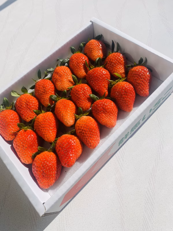 【母の日贈り物に♪】 ”厳選完熟やよいひめ”トレー詰め12粒or15粒or18粒