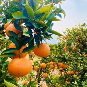 【甘酸っぱいつぶつぶ食感】愛媛県産伊予柑（ご家庭用4kg）