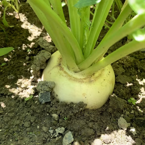 ヘルプ再び(泣) 中カブ　いっぱいあるんです。