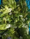 ※受注停止★2023春★旨い！子持ち高菜！収穫した日に発送!（別名、祝蕾・蕾菜）