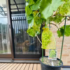 【数量限定】ベランダでブドウ！　巨峰　苗　３房実付き