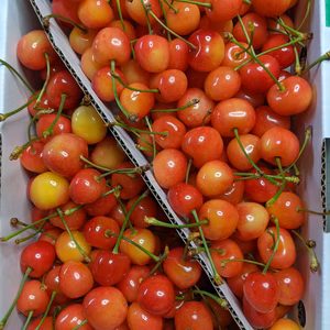 さくらんぼ佐藤錦B級品