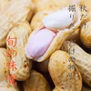 訳あり限定特価　千葉県産おおまさり食べ応えバツグンのジャンボ落花生！甘くて大粒