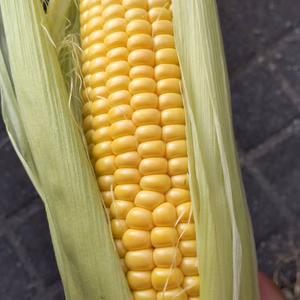 果樹農家が作る甘いとうもろこし