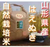 自然栽培 ３年産新米 はえぬき 山形県産庄内米 白米５kg