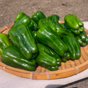 宮崎県産ピーマン　保存袋付き