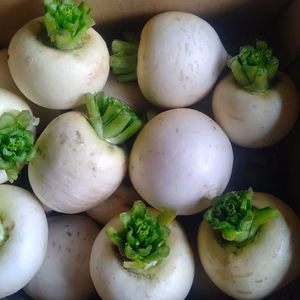 訳あり白かぶ少量 桜島の大自然 無農薬 有機肥料 除草剤不使用