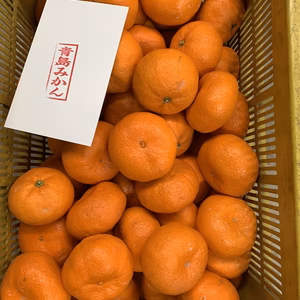 蔵出し青島みかん　訳あり　キズ多め　大玉ちゃん