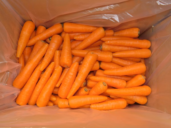 訳あり　チビニンジン（無無）　箱込10kg