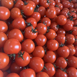 緊急感謝セール‼︎ご自宅用・期間限定【完熟ミニトマト】あまうま！