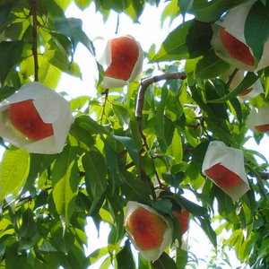 あらかわの桃・小玉・家庭用☆