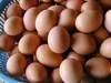 にわとり農家の卵黄油　滴下ボトル50ｃｃ入り 平飼い卵 たまご