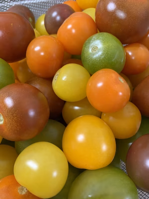 みんなの投稿の画像