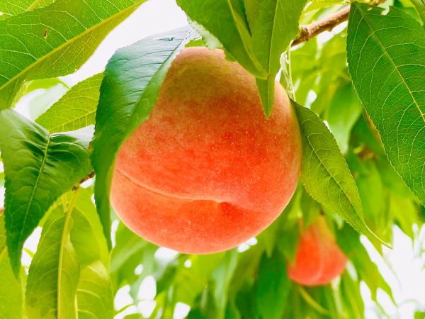 果汁たっぷり‼️桃(あかつき) 良品