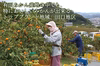 有田みかん（早生）｜家庭用2Kg～　農家直送｜和歌山｜有田｜田口｜こだわり