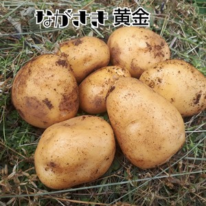 新じゃが‼️ながさき黄金　インカのめざめの進化版‼